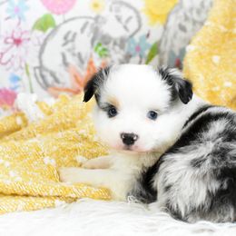 Miniature Australian Shepherd and Toy Australian Shepherd Puppies from Magnolia Hills Farm