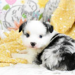 Miniature Australian Shepherd and Toy Australian Shepherd Puppies from Magnolia Hills Farm