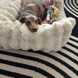 Dachshund puppies from Gutierrez House of Doxies