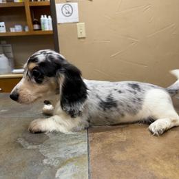 Randy Travis - Dapple male Dachshund puppy in Irving, Texas from DFW Dachshunds by G & S