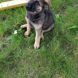 German Shepherd Puppies from Spruce Valley German Shepherds