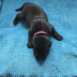 Piper - Black female Labrador Retriever puppy in Caledonia, Ohio from 7Cs Labs