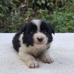 Water - Black and white male Border Collie puppy in East Brady, Pennsylvania from Riverwood