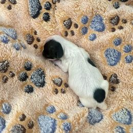 Havanese Puppies from Havanese Acres