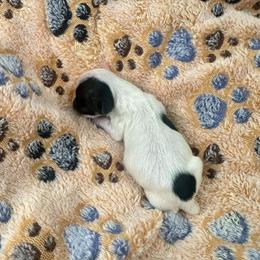 Havanese Puppies from Havanese Acres