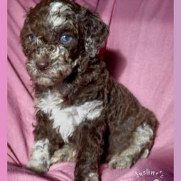 Flurry - Merle female Goldendoodle puppy in Sterling, Connecticut from Justine’s Retrievers and Doodles