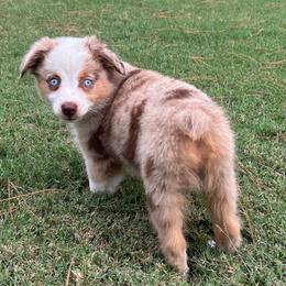 Dolly - Red merle female Toy Australian Shepherd puppy in Southport, North Carolina from Small Mini/Toy Aussies