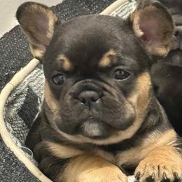 Fury - Black and tan female French Bulldog puppy in Hemlock, Michigan from A&D Frenchies