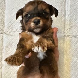 Puppy 2 - Fawn sable female Havapoo puppy in Brooksville, Florida from Kruger Doodles