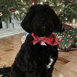 Piper - Australian Labradoodle