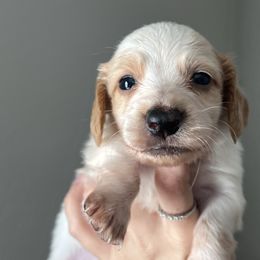 Johnny - Dapple male Dachshund puppy in Conroe, Texas from R&K Dachshunds