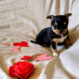 Lil Cookie - Black and tan male Chihuahua puppy in Weatherford, Texas from Small and Mighty Chihuahuas