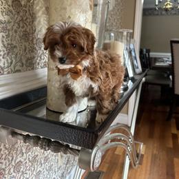 Hunter - Red male Cavapoo puppy in Mint Hill, North Carolina from DoodleForever