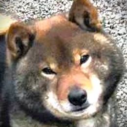 Keech - Shiba Inu
