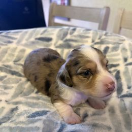 Sweetie - Dapple female Dachshund puppy in Ocala, Florida from Harvin’s Weenie Gang