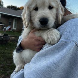 Golden Retriever Puppies from Panhandle PawsNClaws
