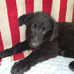 Green Boy - Black male Shiloh Shepherd puppy in Dover, Florida from Heritage Shilohs