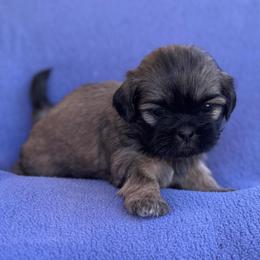 AKC-YODA - Sable male Shih Tzu puppy in Paintsville, Kentucky from Molly B's ShihTzus