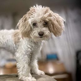 Posie - Yorkipoo