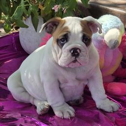 DIXIE - White female Bulldog puppy in Wichita, Kansas from Waltman's Bulldog's