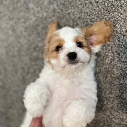 Bernedoodle, Cavalier King Charles Spaniel, and Cavapoo Puppies from Harper Haven Cavaliers & Doodles