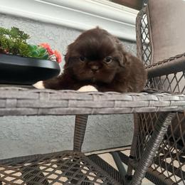 Brown Boy - Liver male Shih Tzu puppy in Whittier, California from Socal Mother Of Shih Tzus