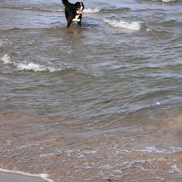 Bernese Mountain Dog Puppies from Lonesome Pine Farm