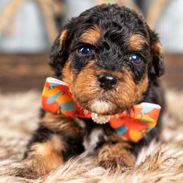 Cypress - Phantom male Bernedoodle puppy in Erda, Utah from Country Lane Doodles