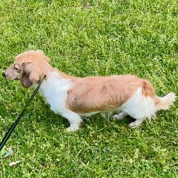 Ms. Olivia - Dachshund