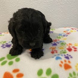 Max - Black male Cockapoo puppy in Brookings, South Dakota from Hofer Pups