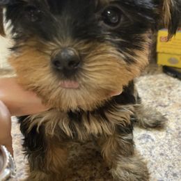 Yorkshire Terriers from Dara's Yorkies