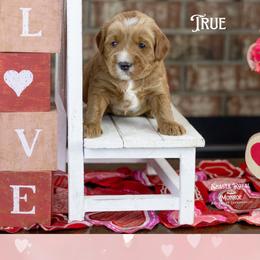 True - Red male Australian Labradoodle puppy in Redding, California from Shasta Royal Monroe Puppies