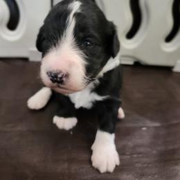 Girl 3 - White and black female Bordoodle puppy in New Oxford, Pennsylvania from The Weekend Farm