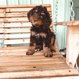 Koala - Phantom male Bernedoodle puppy in Jackson, Missouri from Pincksten Family Doodles