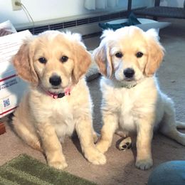 Goldendoodle Puppies from CharLia's Holistic English Cream Golden Retrievers & Doodles