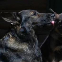 German Shepherds from Von Goedehaus German Shepherds