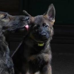German Shepherds from Von Goedehaus German Shepherds