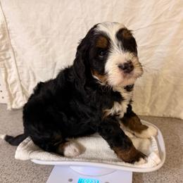 Dogwood - Tri-color male Bernedoodle puppy in Irmo, South Carolina from Palmetto Bernedoodles Boutique