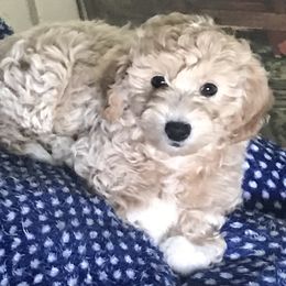 Labradoodle Puppies from A Yappy Hour