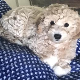 Labradoodle Puppies from A Yappy Hour