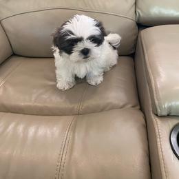 Dash - Black white and silver male Shih Tzu puppy in Riverhead, New York from Eastern Long Island Shih Tzu