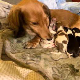 Final - Piebald male Dachshund puppy in Irving, Texas from DFW Dachshunds by G & S