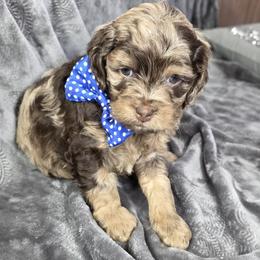 Blizzard - Merle male Cockapoo puppy in Delphos, Ohio from Route 66 Poodles & Doodles, Sapphire Shih-tzu's of Ohio