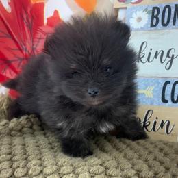 AKC Pink - Black and tan female Pomeranian puppy in Byron, Georgia from Tracys Pom Palace