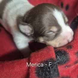 Merica - White and chocolate female Teddy Roosevelt Terrier puppy in Murray, Kentucky from Froschwald German Shepherds and Xanadu Teddy Roosevelt Terriers