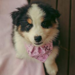Blossom - Black tri-color female Australian Shepherd puppy in Cotati, California from Tried and True Aussies