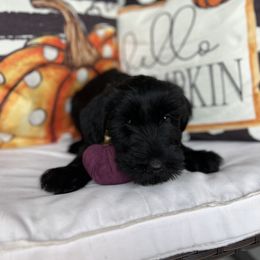 Giant Schnauzer and Miniature Schnauzer Puppies from Hillside Kennels