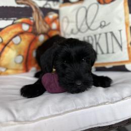 Giant Schnauzer and Miniature Schnauzer Puppies from Hillside Kennels