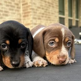Dachshunds from Lazy J Dachshunds