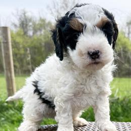 Boy 1 - Tri-color male Bernedoodle puppy in Montrose, Michigan from Livy’s Doodles